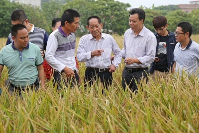 【改革开放40周年】双季超级稻年产量破世界纪录