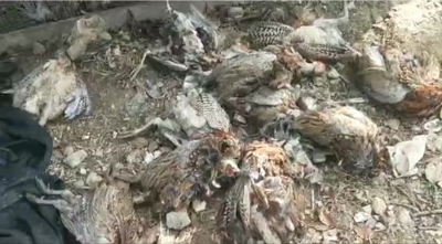 怎么回事？！丰顺这个村大批自养山鸡、塘鱼非正常死亡…