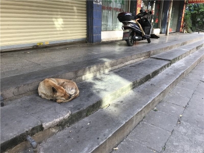 辣评丨文明养犬不能寄望于养犬者的道德自觉