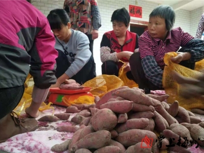 平远“石正苏区红薯”丰收，产销两旺挺进珠三角