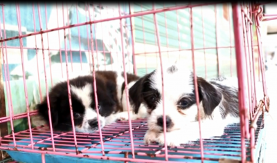 V视频大赛获奖作品丨请不要随便抛弃我们！