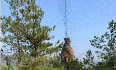 为补身子，梅县一男子在林间撒网捕鸟！警方：罚！