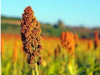 辣评丨挖了“神高粱”的根 还要挖“迷信”的根