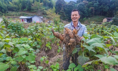 这个其貌不扬的“地下水果”，让梅江区板盖坑村民笑开了怀