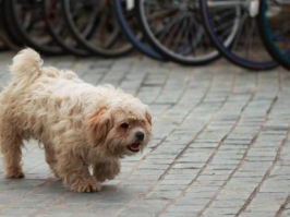 狗狗不拴绳还“横行霸道”！市民希望能出台相关政策加强规范