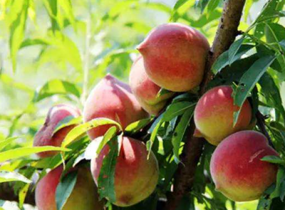 大埔汉子放弃“铁饭碗”  返乡辟300亩“桃花谷”