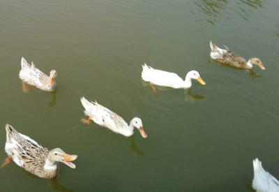 就为了7只鸭子，五华两位老人大打出手，还上了法庭…