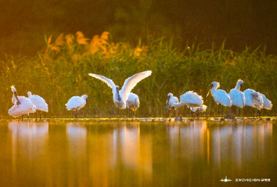 捕捉野生鸟类？法网“捕”你！平远一男子猎鸟获刑