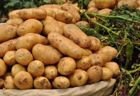 马铃薯有几种吃法？广东（梅州）马铃薯主食化工作推进会告诉你