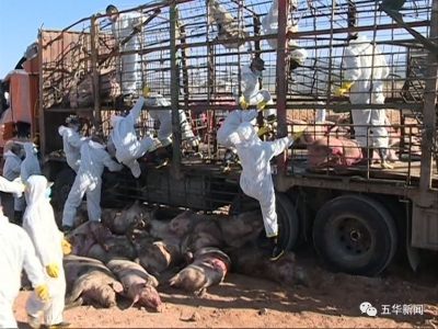 货车侧翻“翻”出149头来历不明的“二师兄”，最后全被埋了，为啥？