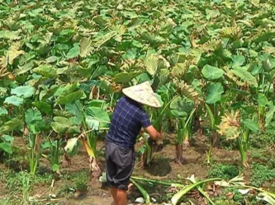 茶座丨流转土地农民变股东 乡村发展有了新模式