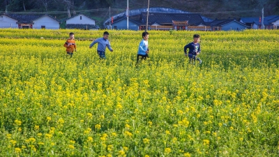 丰顺黄花村的“黄花”开了，美得“满村尽带黄金甲”