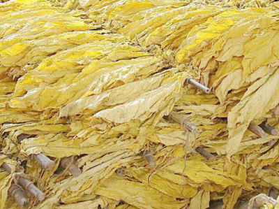 控总量 守红线！梅县2018年共收购烟叶23498担