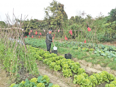 寻访民间客家菜名店丨丰顺龙山食府： 从竹棚小屋起步的老字号