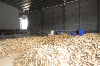 小葛根托起脱贫致富梦！平远筀竹村的脱贫致富路这样走