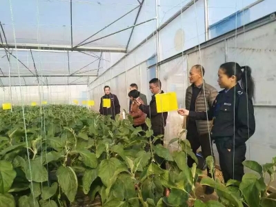 确保舌尖上的安全！梅县区开展节前农产品质量安全检查专项行动