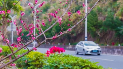 美！梅县区“扮靓”旅游公路 四季开花为城乡增色