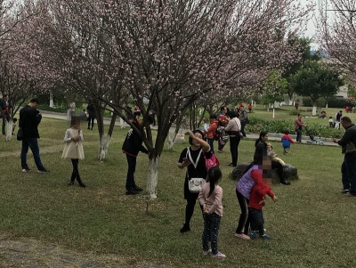 梅城客家公园有人玩“花瓣雨”，你爽了花残了…