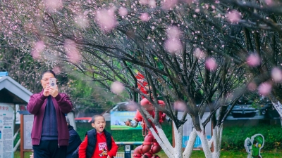 “梅”景如画引客来！梅州各地梅花迎来盛花期