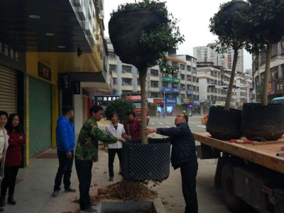 补种路树600余株！兴宁给力“爱绿护树”