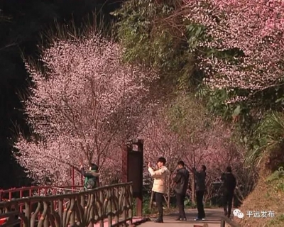 平远五指石景区进入“最美”梅花季，景色美爆了…