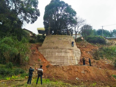 几近倾倒“千年金桂”被救起，4人方能合抱，就在平远这个地方