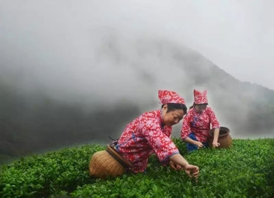 2018年茶叶产值近亿元！“梅县绿茶”品牌进一步打响