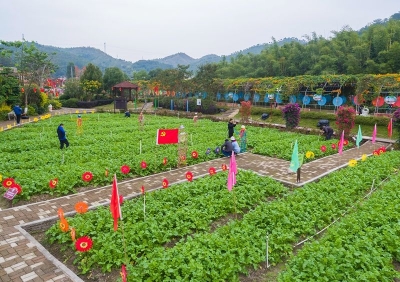 梅江区西阳镇“阿鲤廊”乡村游人气旺，你去了吗？