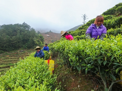 春茶吐翠！梅州这里的茶农提前进入“采茶模式”咯