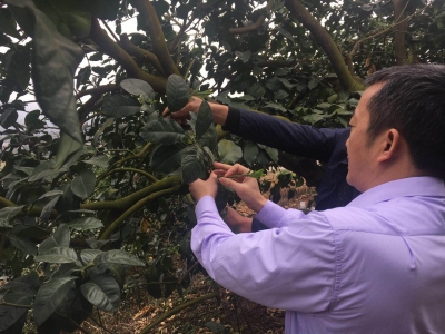 降水偏少咋整？梅州柚农快get好这几招，“硬核”防春旱！