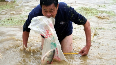 大年初一，大埔这一村人都在“浑水摸鱼”，场面火爆！