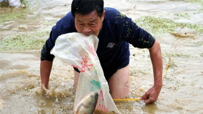 梅州V视丨大年初一，大埔这一村人都在“浑水摸鱼”，场面火爆！
