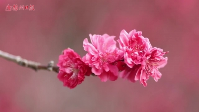 梅州V视丨杏花烂漫醉游人！一起去梅县南口麓湖山赏花么？