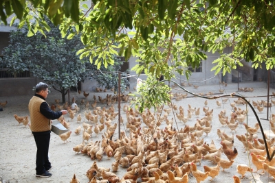 昔日贫困村 今朝幸福园！看梅县区七朱村怎样走脱贫攻坚之路
