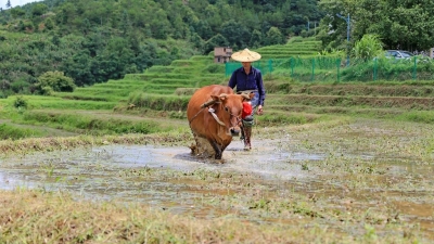 如何做好早造水稻种植、防寒？农业专家给你支招啦