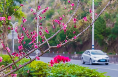 换“新装”！梅县区张灯结彩迎新春，市民点赞“年味”浓