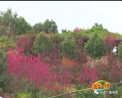春游去哪？一起去逛逛兴宁大坪镇多功能休闲园区吧！