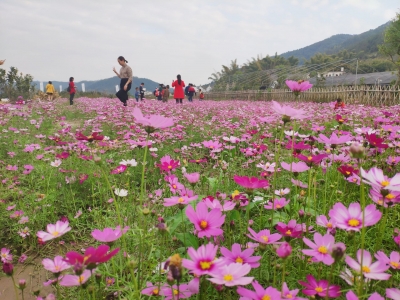 梅县南口油菜花文化节开幕，周末赏花约起来！