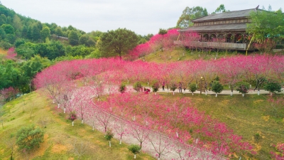 杏花烂漫醉游人！一起去梅县南口麓湖山赏花么？
