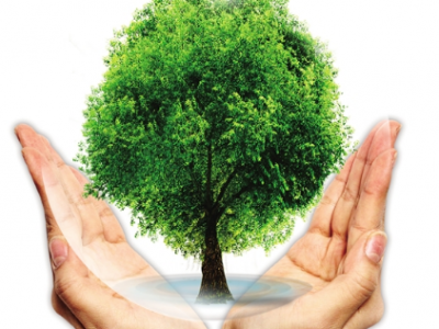 客都议事厅 | 保护古树名木 留住乡情乡愁