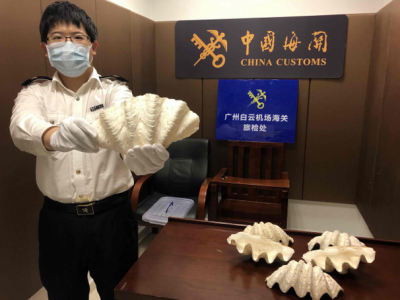 出境游慎买“大贝壳”！广州海关连续查获两起违规携带砗磲入境案
