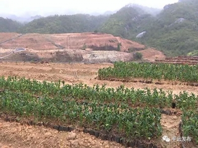 人勤春来早！平远果农抢抓农时新种脐橙近6000亩