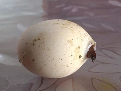 活久见！五华横陂镇惊现“长角鸡蛋”，专家打开后发现...