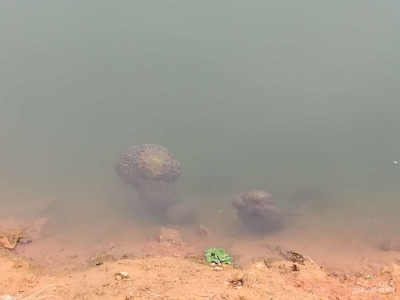 大埔福光村附近河段出现不明物体，形状像肉球，大者如脸盆