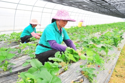 打通农业产业拓展致富路！五华长江村这样推进乡村振兴战略