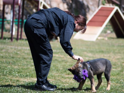 全国首只克隆警犬“昆勋”正式“入学”