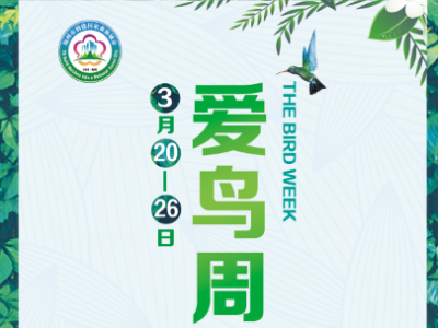 “爱鸟周”来了！带上你的娃来报名体验“鸟叔”的趣味活动
