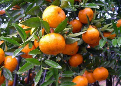 中国柑桔研究院考察组携外籍专家来梅县区考察