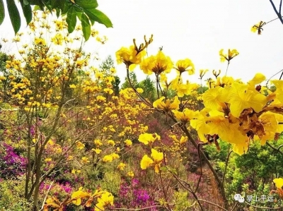三月花繁，平远这里漫山的黄花风铃木在等你