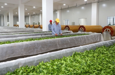 突出特色 做优做强！五华实施“四大工程”培育发展茶叶主导产业